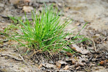 Herbes