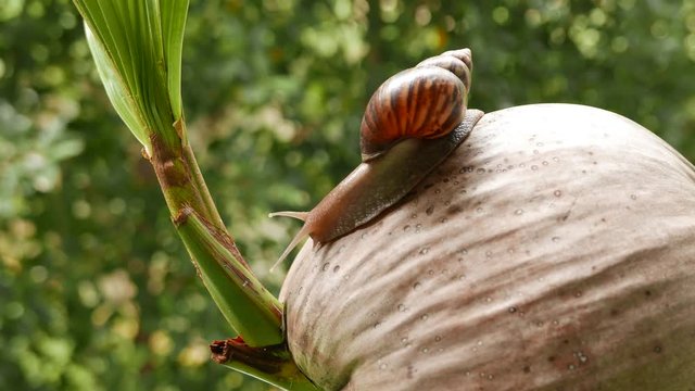 a snail is crawling in circles on a dry coconut, a snail is crawling on a yellow ball, two snails are crawling on a palm tree leaf.