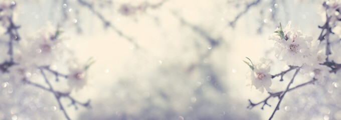 Abstract website banner background of of spring white cherry blossoms tree. selective focus. vintage filtered with glitter overlay