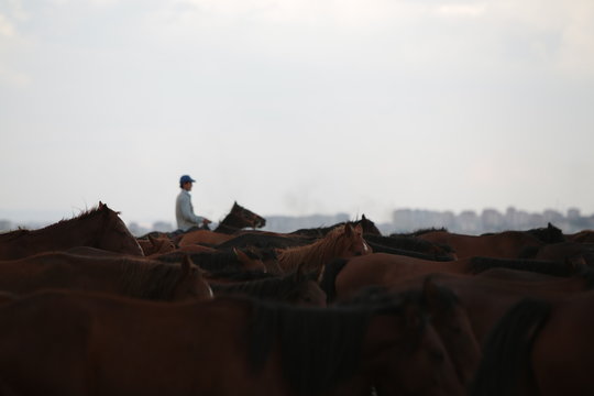wild horses and cowboys.kayseri turkey - Powered by Adobe