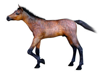 3D Rendering Horse Foal on White