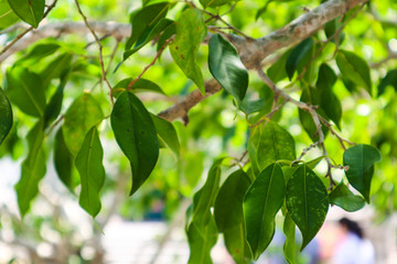 branch of a tree