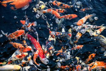 Colorful Koi fish swimming in pond