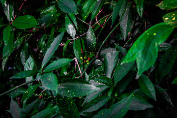 berries between leaves