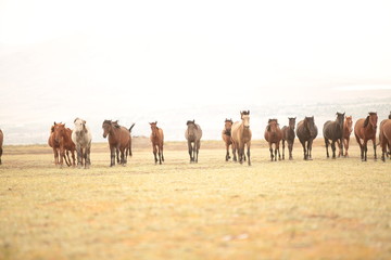 wild horses and cowboys.kayseri turkey