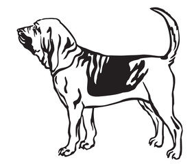 Decorative portrait of Bloodhound Dog vector illustration - obrazy, fototapety, plakaty