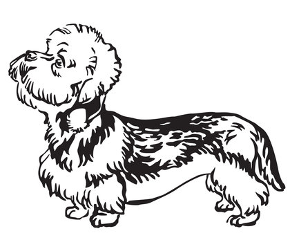 Decorative portrait of Dog Dandie Dinmont Terrier vector illustration