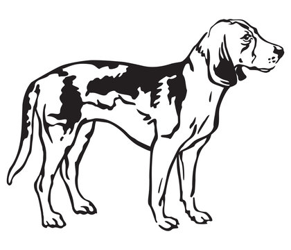 Decorative portrait of Dog Estonian Hound vector illustration