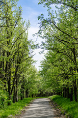 road in the park with trees and green grass