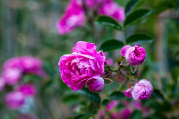Obraz na płótnie Canvas Pink rose flowers
