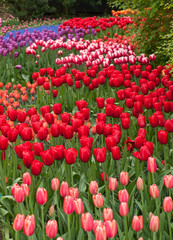  Colorful flowers in the Keukenhof Garden in Lisse, Holland, Netherlands.