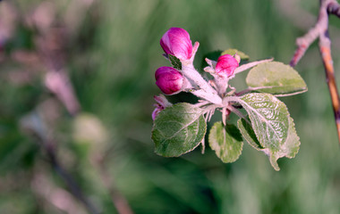 blooming apple tree branch with pink flowers in the garden