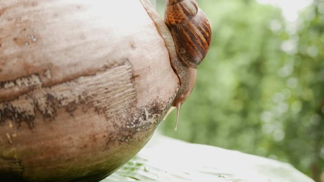 a snail is crawling in circles on a dry coconut, a snail is crawling on a yellow ball, two snails are crawling on a palm tree leaf.
