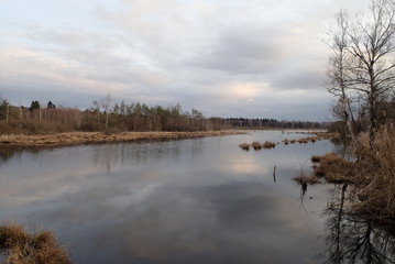 Fototapeta premium Schilf und See im Schwenninger Moos in Villingen-Schwenningen