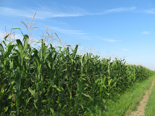 Corn field against blue sky and white clouds. Agricultural industry in summer, green corn stalks with cobs