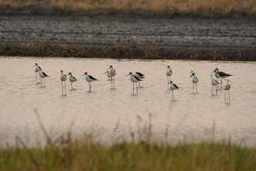 Birds are using long, tricky mouths living in Water field
