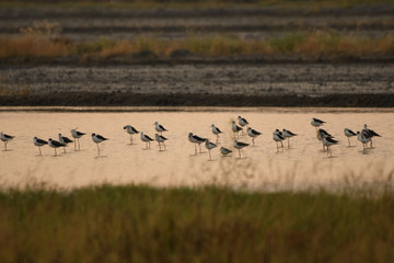 Birds are using long, tricky mouths living in Water field