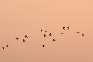 Many birds are flying To migrate to find a new habitat