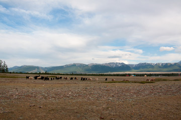 Fototapeta na wymiar Landscape views of the Kurai valley in the Altai mountains