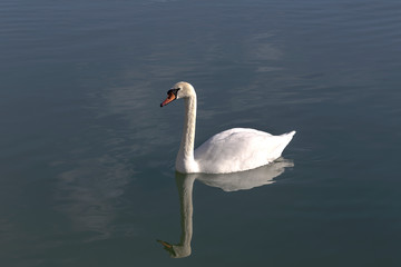 The white swan swimming in the lake close-up