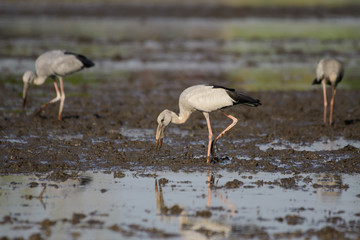Birds are using long, tricky mouths living in Water field