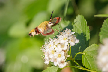Close-up one hornworm moth-hawk in flight over white flower looking for nectar in summer day with green blur background and soft focus. The concept of macro photography of insects in natural habitat.
