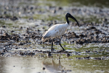 Birds are using long, tricky mouths living in Water field