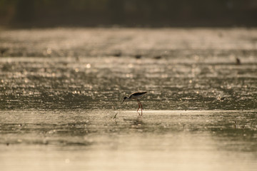 Birds are using long, tricky mouths living in Water field