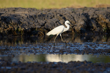 Fototapeta premium Birds are using long, tricky mouths living in Water field
