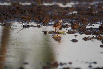 Birds are using long, tricky mouths living in Water field