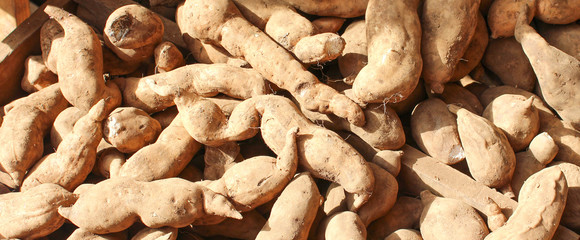 Patates douces / ipomoea batatas