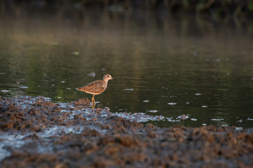 Birds are using long, tricky mouths living in Water field