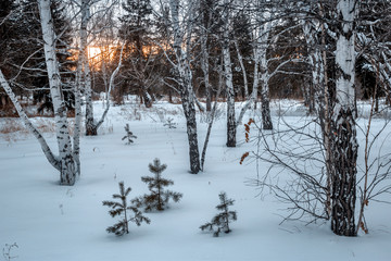 evening landscape in winter
