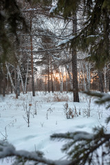 evening landscape in winter