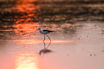 Birds are using long, tricky mouths living in Water field