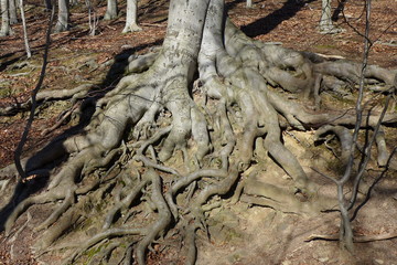 Wurzelwerk einer Buche