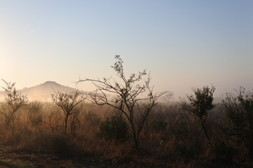 Naklejka na ściany i meble Der Tag beginnt im Kruger Nationalpark in Südafrika