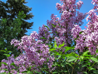 Spring bloom of pink-purple lilac Syringa microphylla bushes in the blue sky. Sunny picture with dark green blurred fir tree in the background.