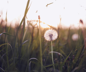 Dandelions in meadow at sunset.