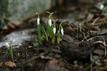  first spring flowers