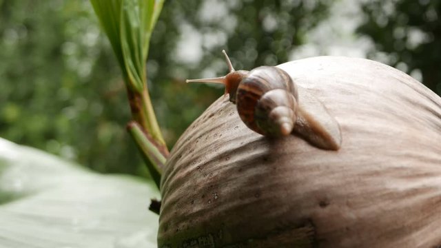 a snail is crawling in circles on a dry coconut, a snail is crawling on a yellow ball, two snails are crawling on a palm tree leaf.
