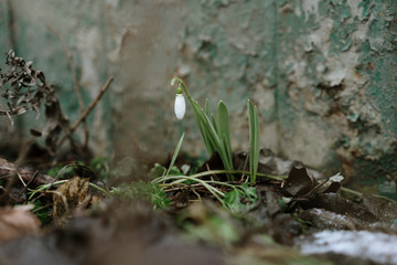 Naklejka na ściany i meble first spring flowers