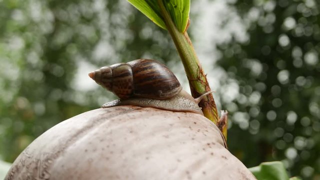 a snail is crawling in circles on a dry coconut, a snail is crawling on a yellow ball, two snails are crawling on a palm tree leaf.
