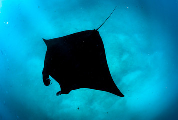 manta glides