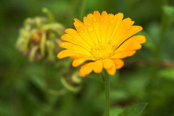 Coreopsis flowers growing in a garden