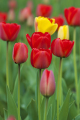 Yellow tulip in red tulip flower field