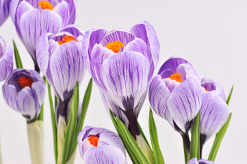 Lot of purple crocus flowers in spring