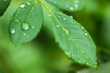 Water drops on green leaf