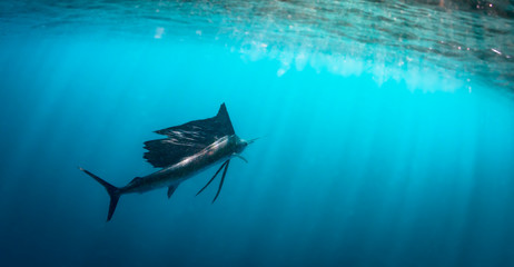 sailfish 