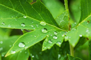 Water drops on green leaf